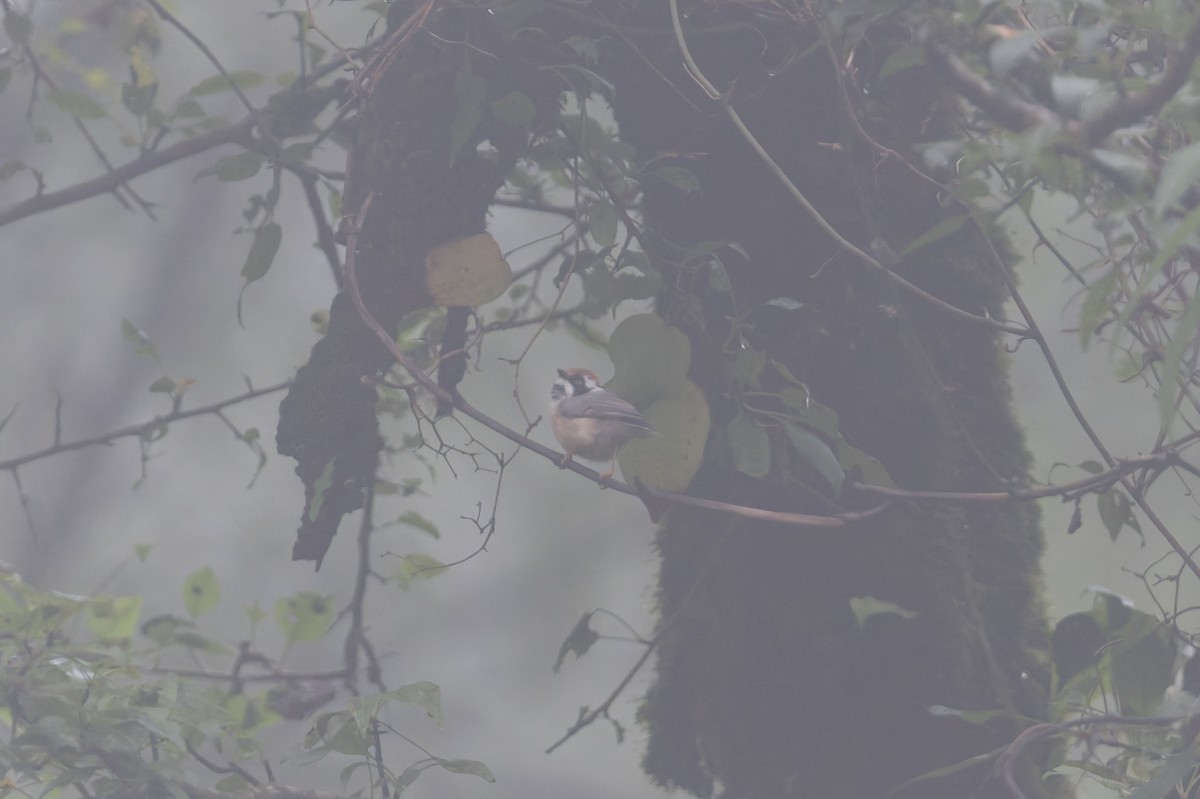 mlynařík kaštanovotemenný - ML646858368