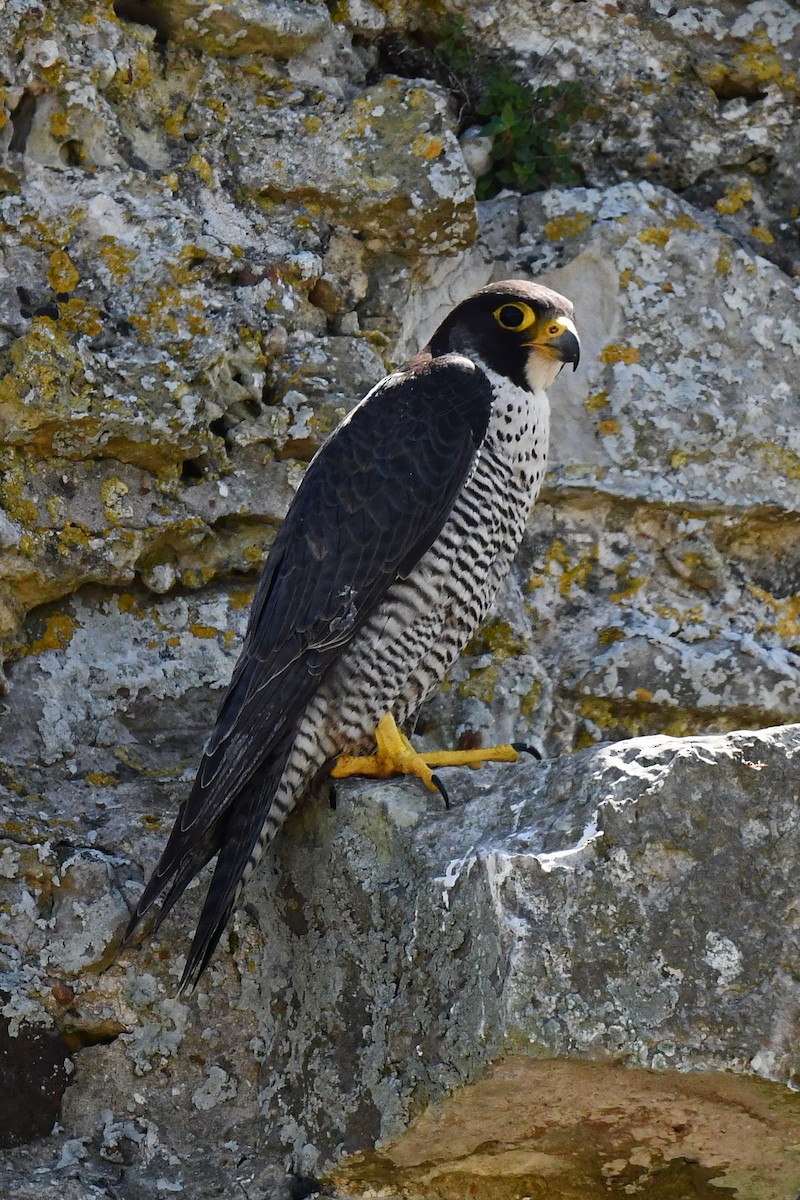 Peregrine Falcon - ML646858370