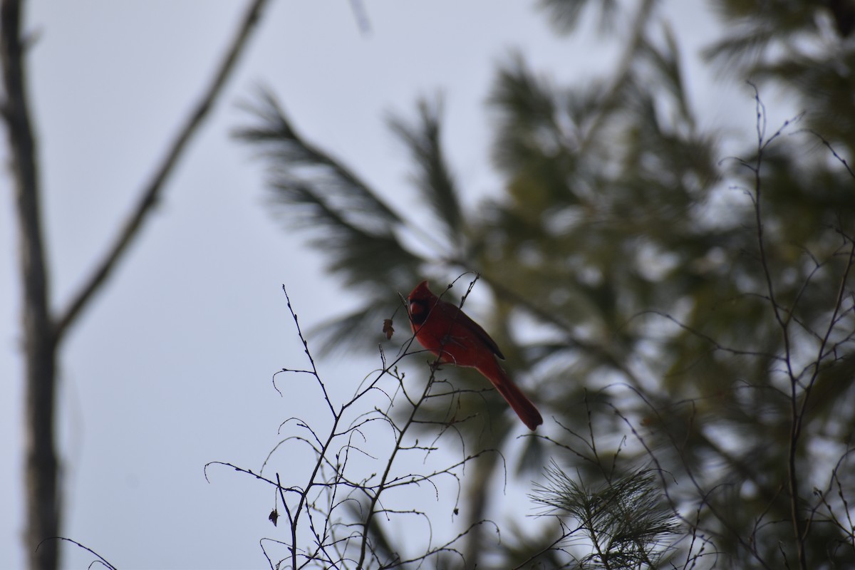 Northern Cardinal - ML646858377