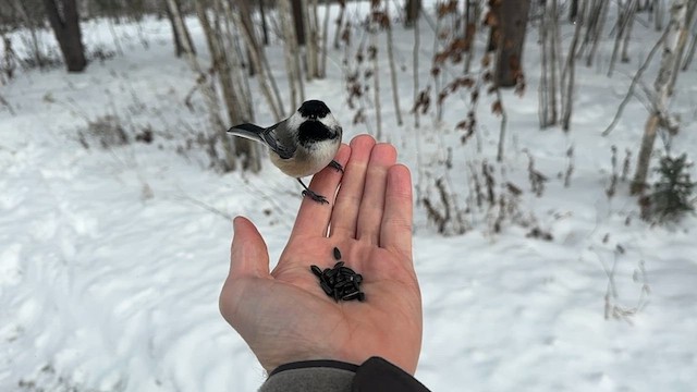 Black-capped Chickadee - ML646858379