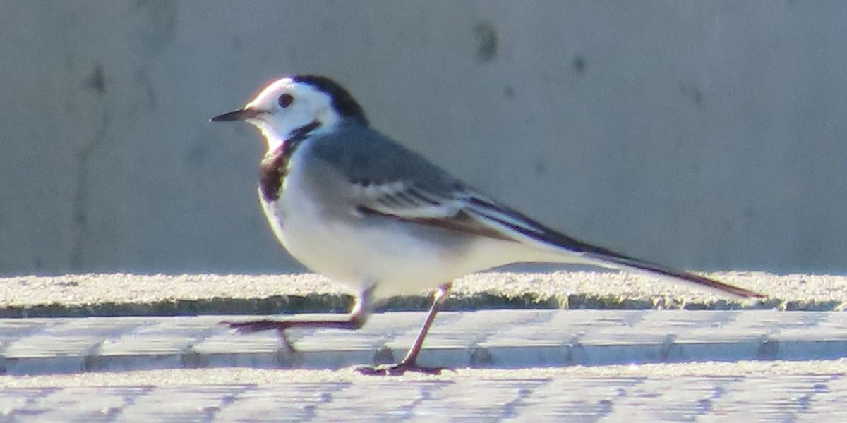 linerle - ML646858380