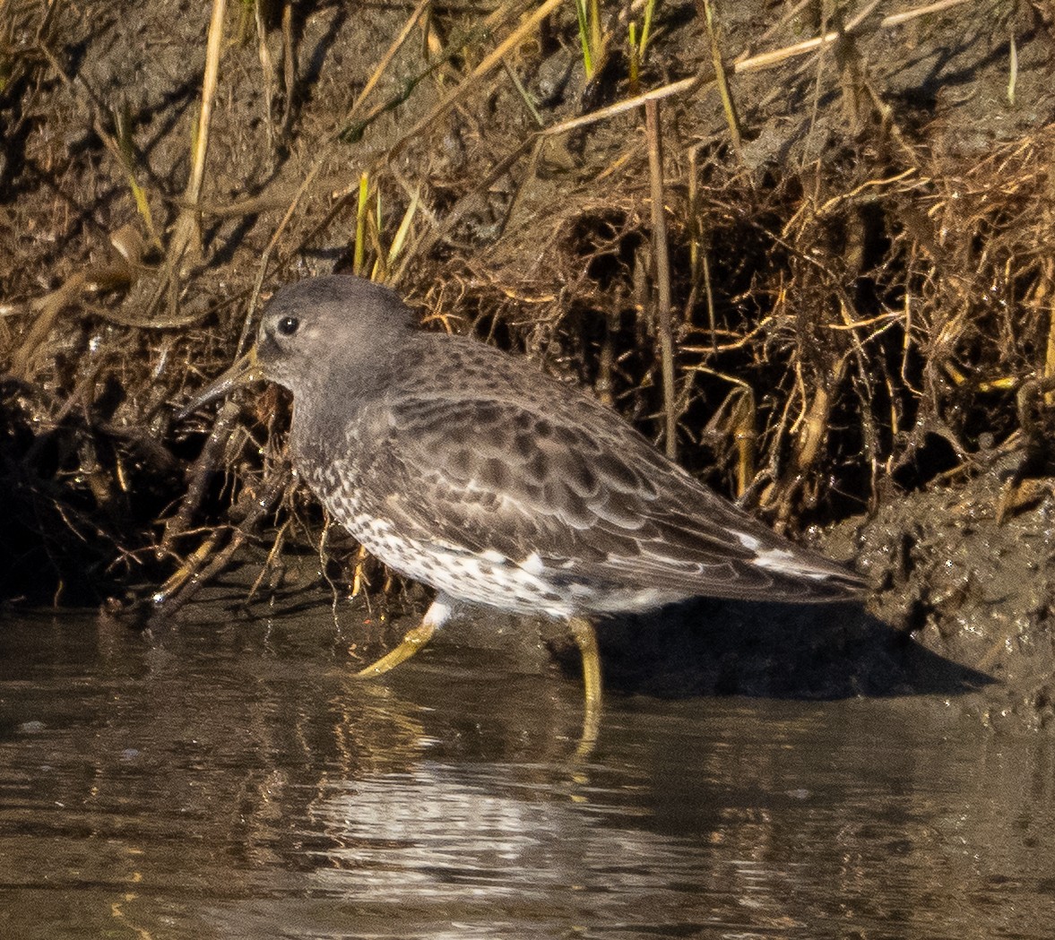 Rock Sandpiper - ML646858381