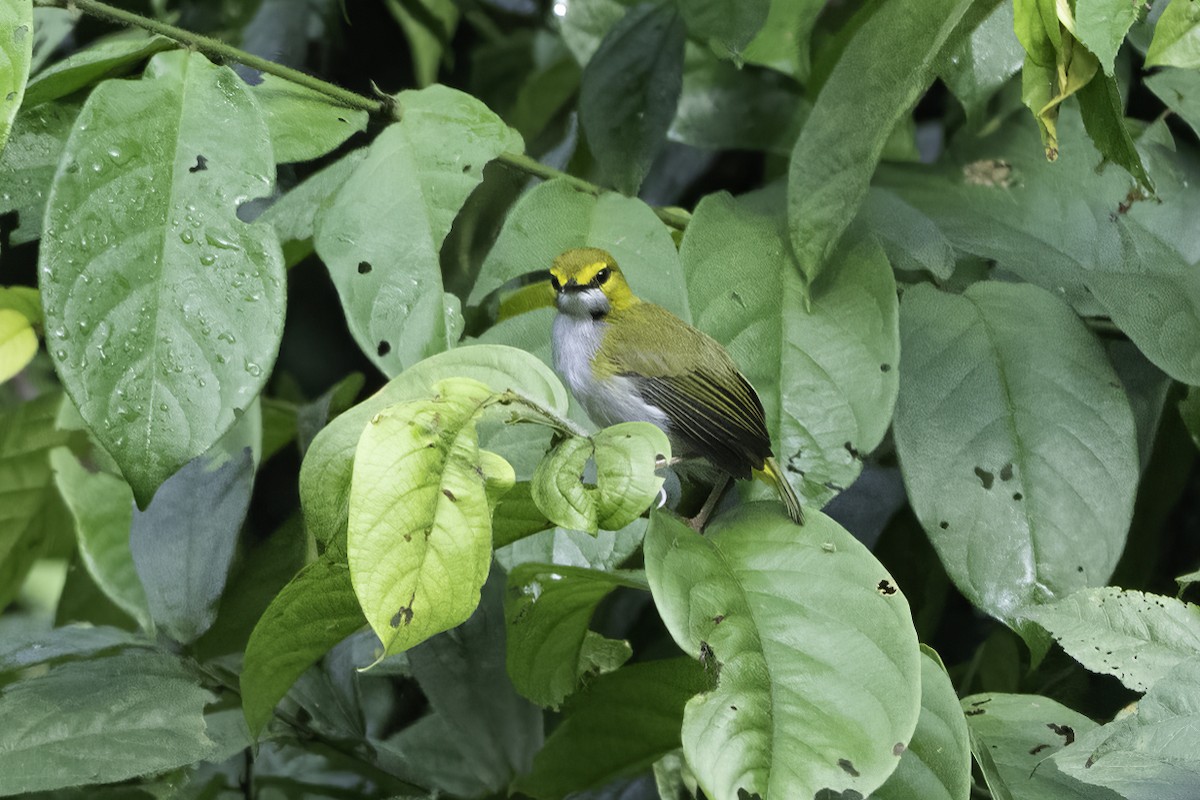 Gelbbrauen-Bogenflügel - ML646858383