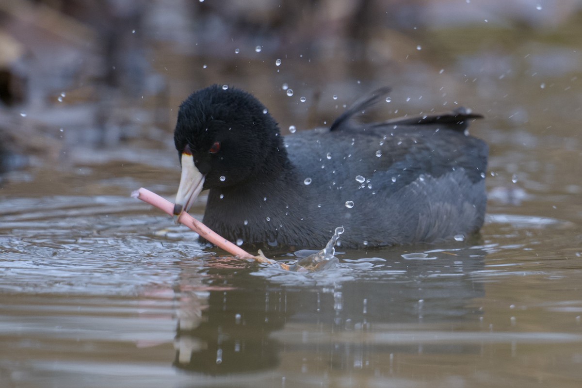 American Coot - ML646858384