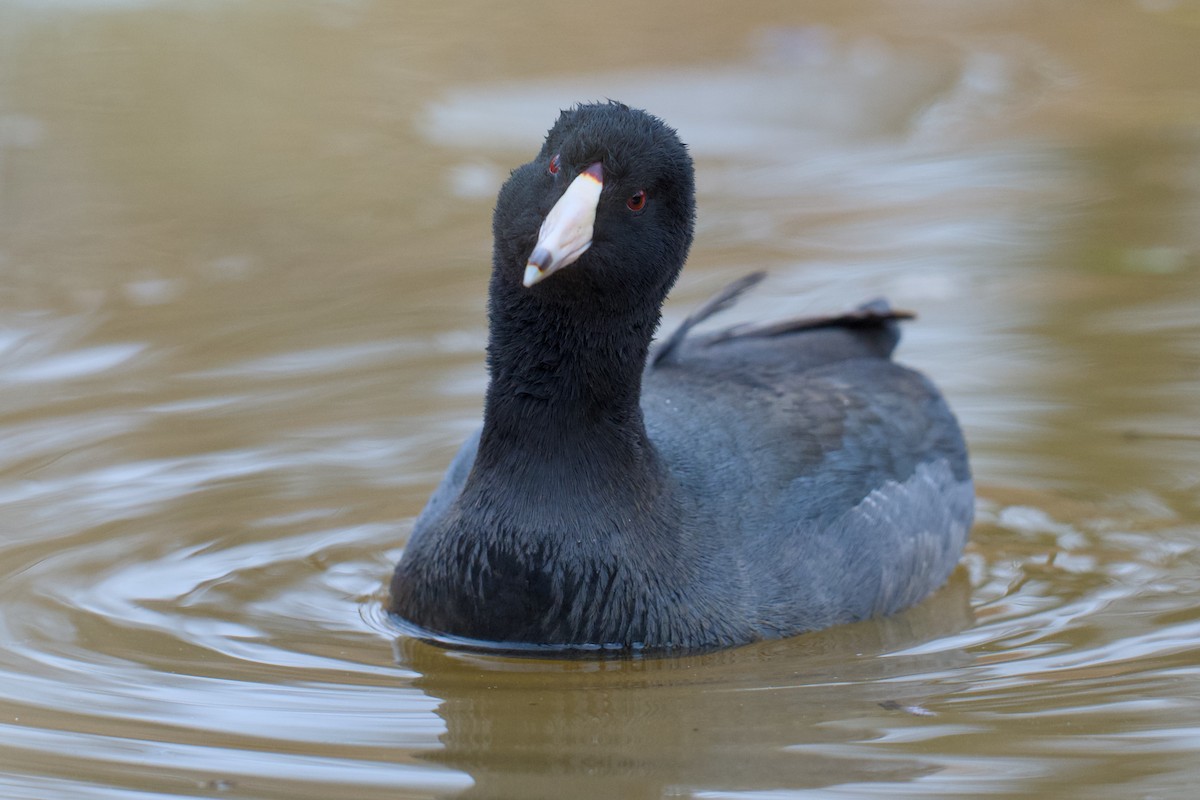 American Coot - ML646858385