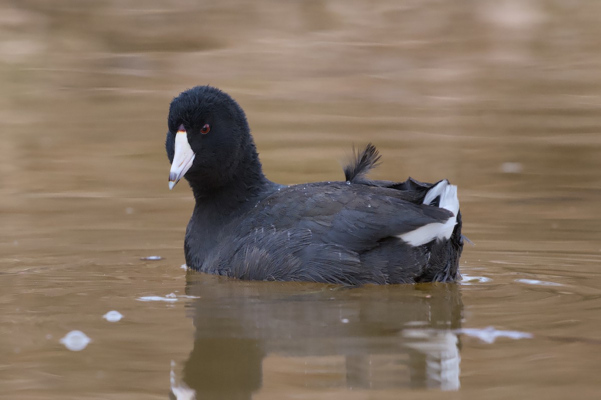 American Coot - ML646858386