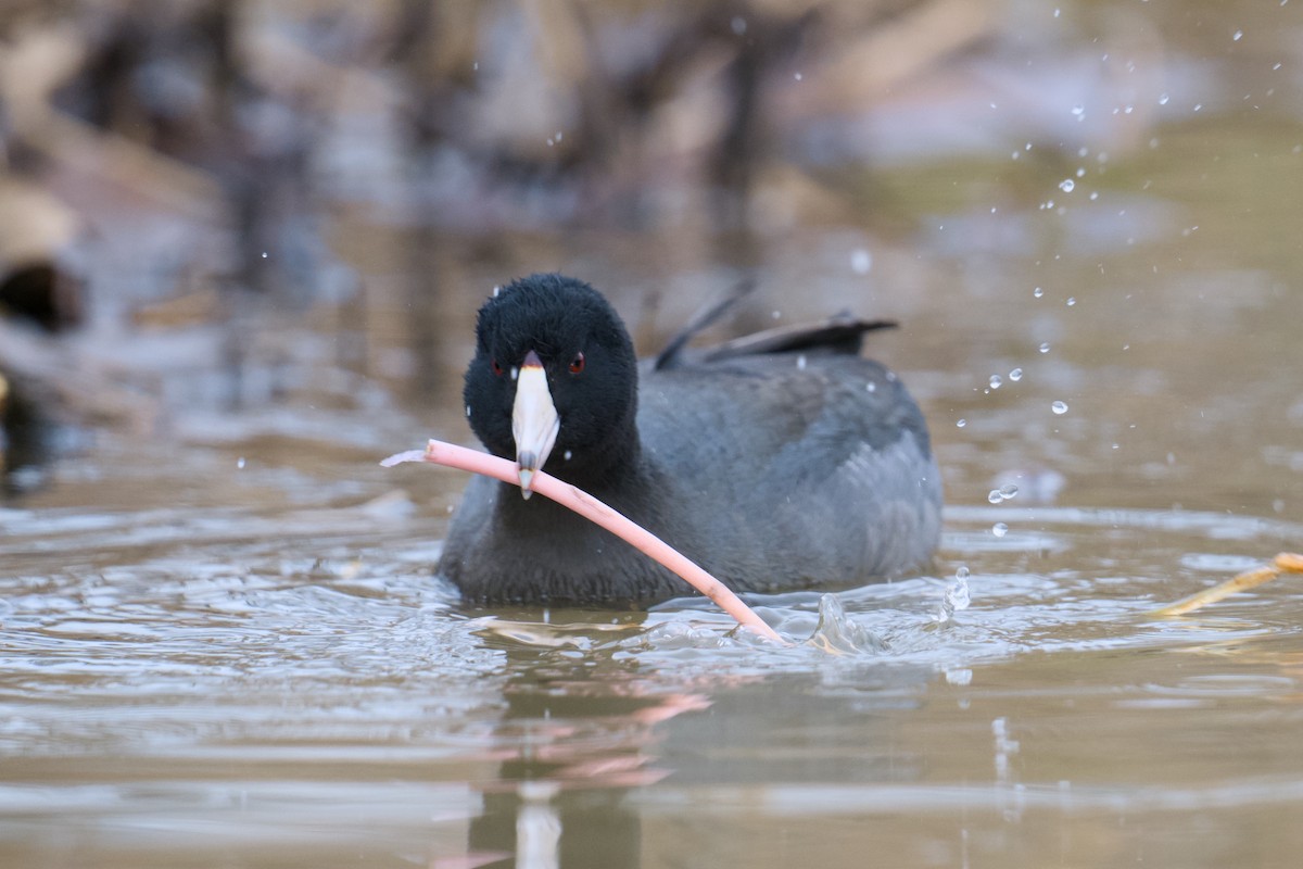 American Coot - ML646858387