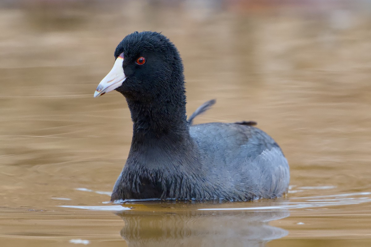American Coot - ML646858389
