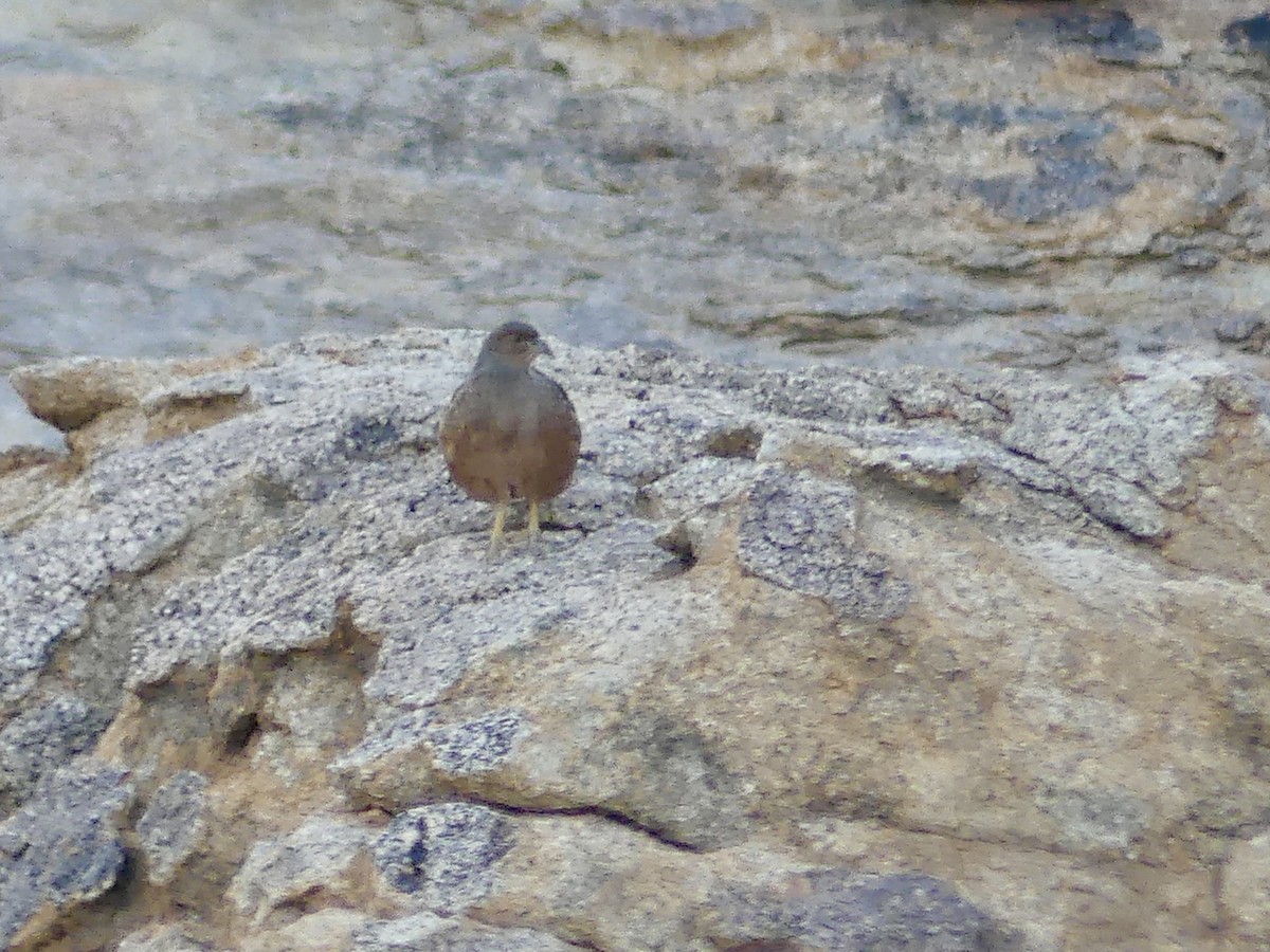 Hartlaub's Spurfowl - ML646858390