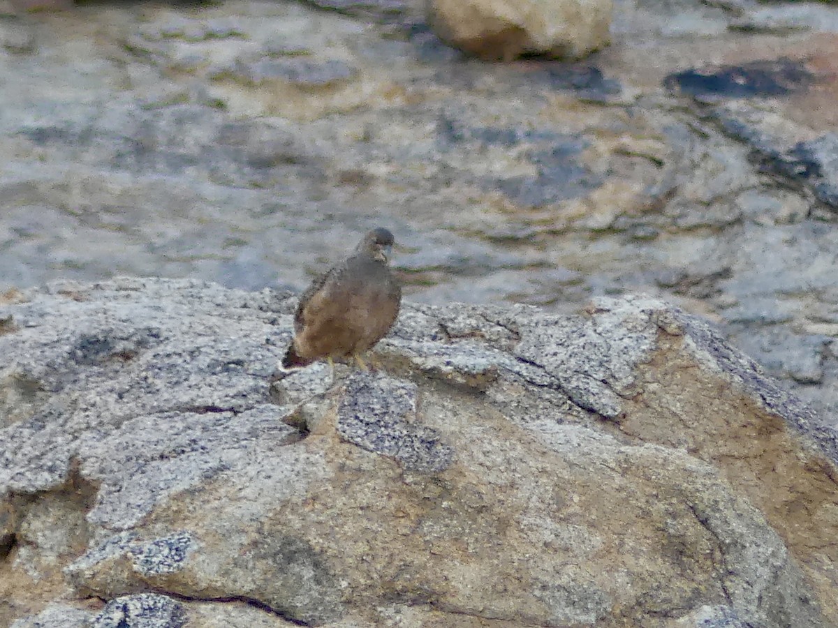 Hartlaub's Spurfowl - ML646858391