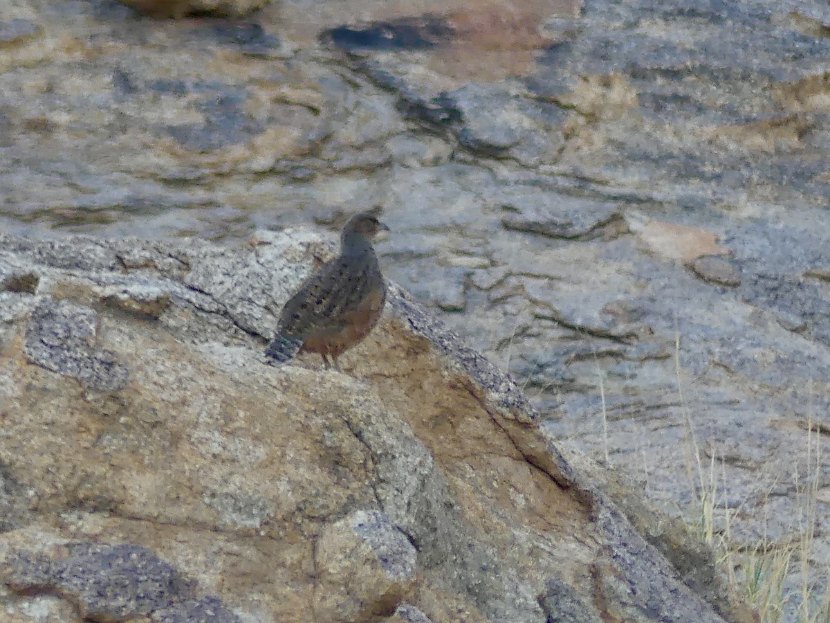Hartlaub's Spurfowl - ML646858392
