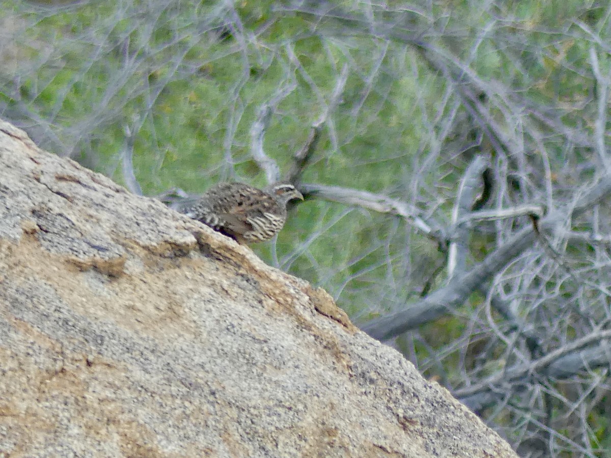 Hartlaub's Spurfowl - ML646858393
