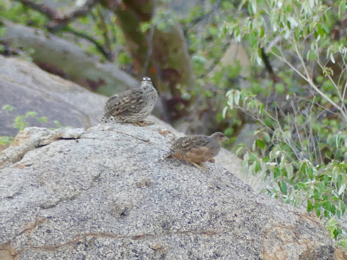 Hartlaub's Spurfowl - ML646858395