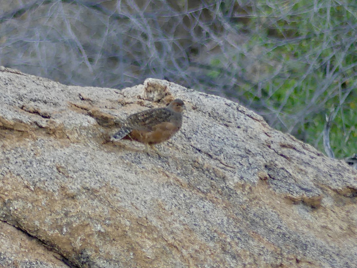 Hartlaub's Spurfowl - ML646858396