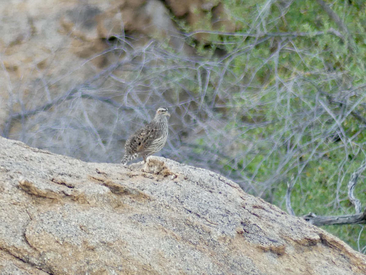 Hartlaub's Spurfowl - ML646858397