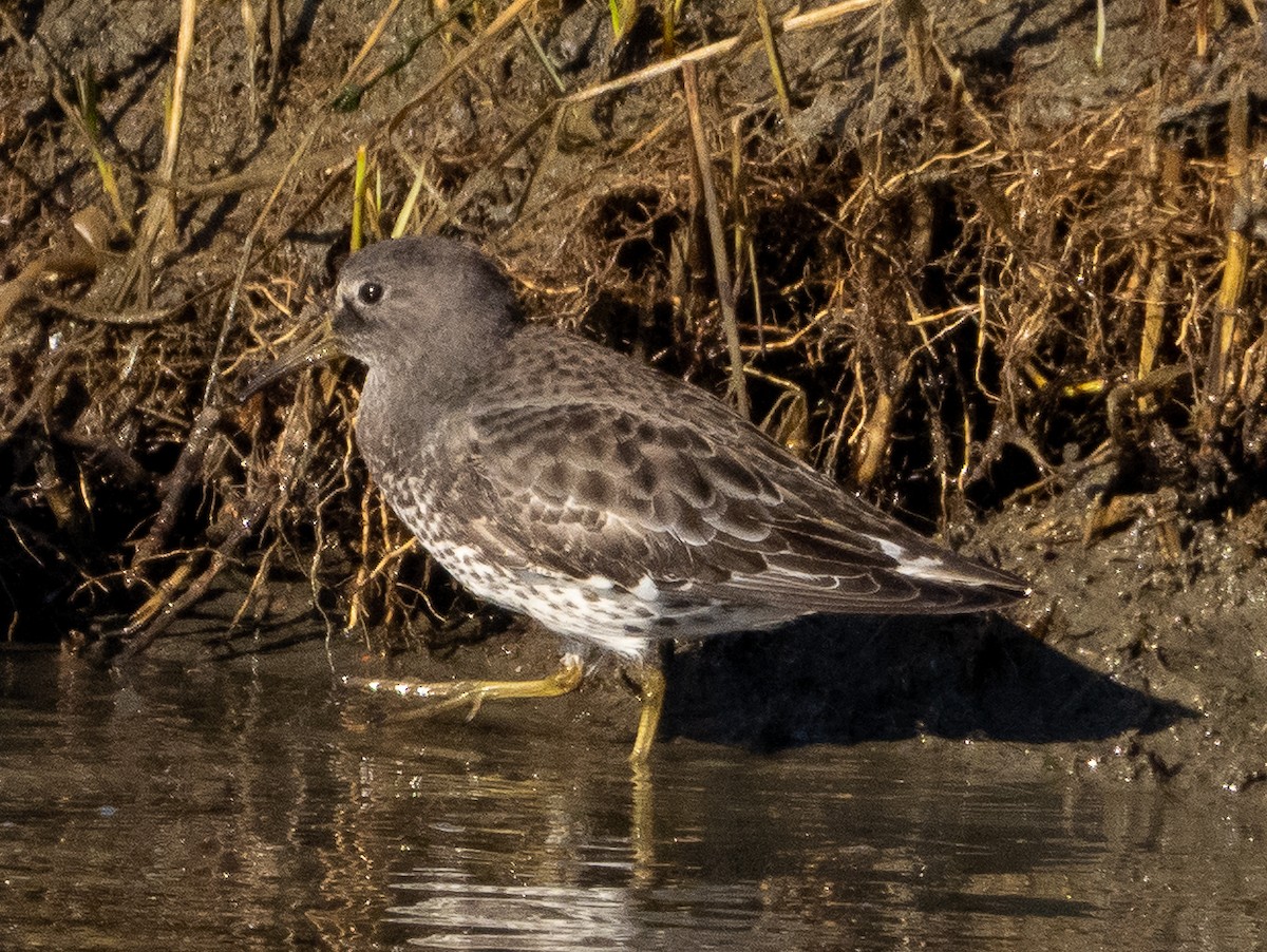 Rock Sandpiper - ML646858405