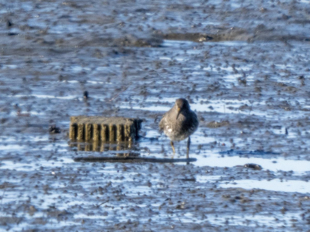 Rock Sandpiper - ML646858406