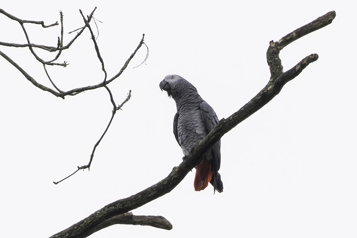 Graupapagei - ML646858407