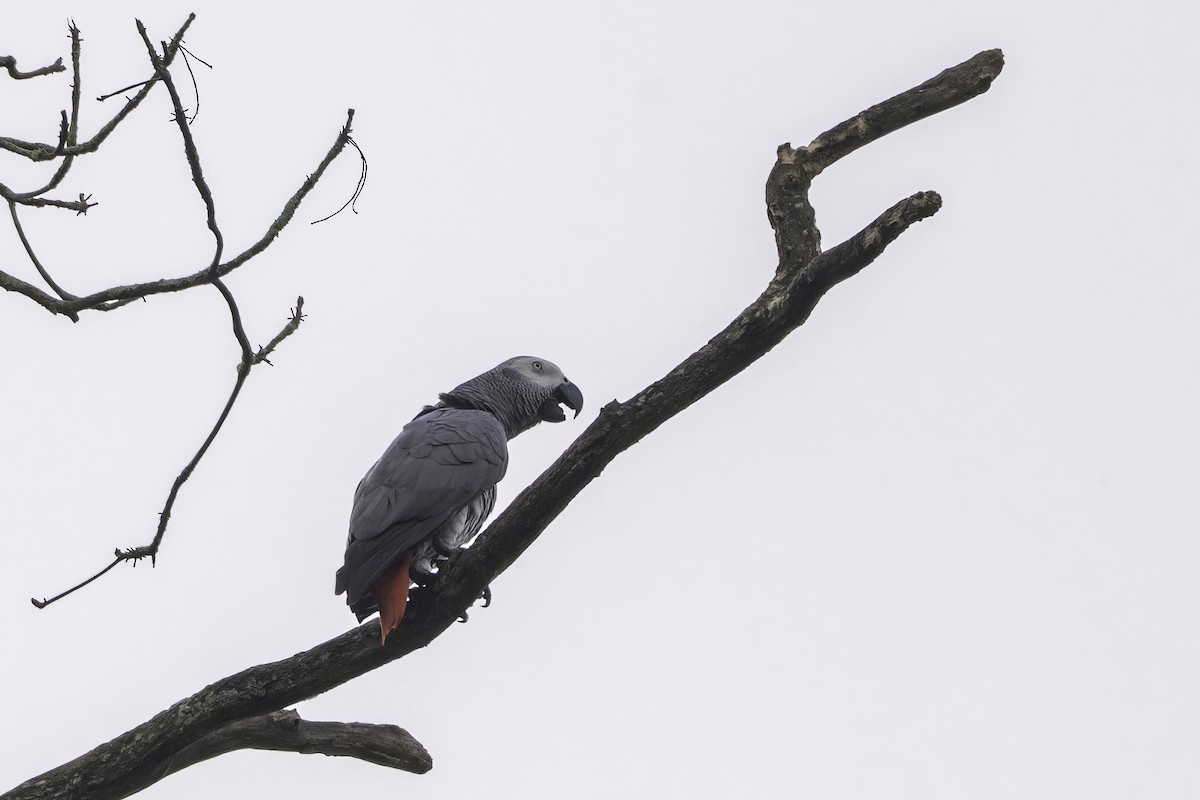 Graupapagei - ML646858408