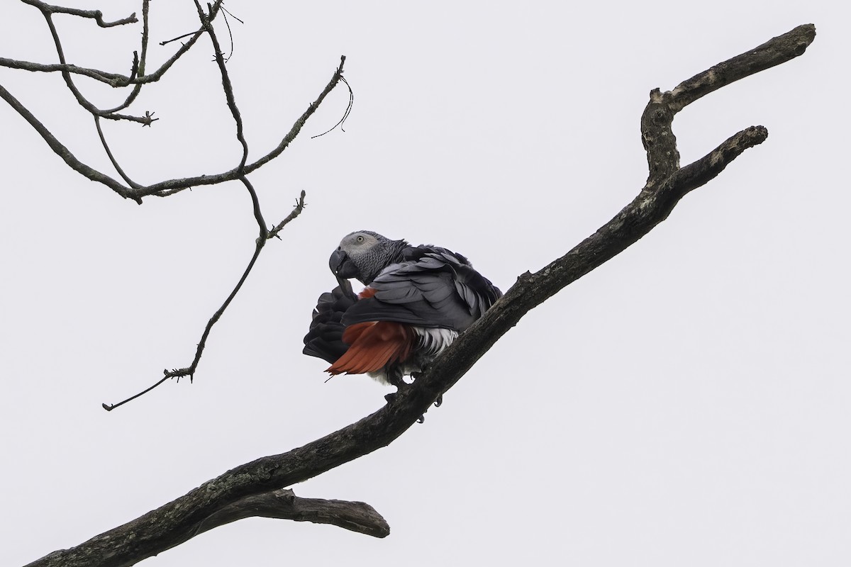 Graupapagei - ML646858409