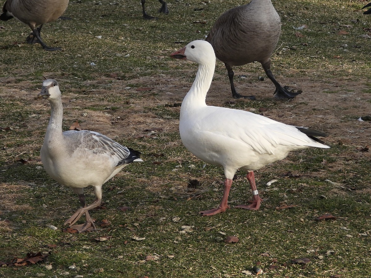 Oca delle nevi - ML646858418