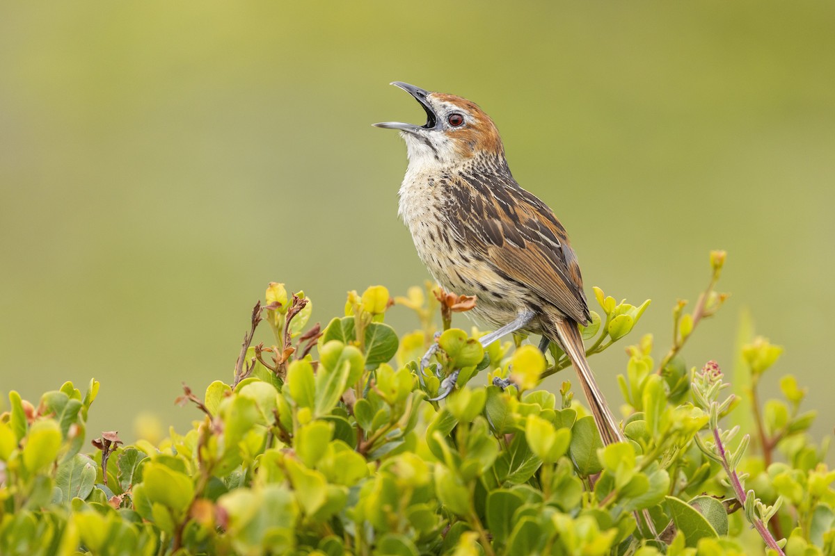 Cape Grassbird - ML646858422