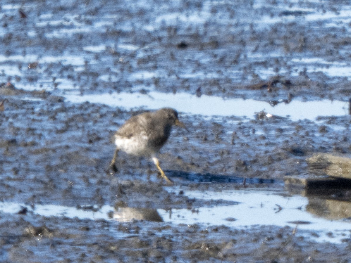 Rock Sandpiper - ML646858424