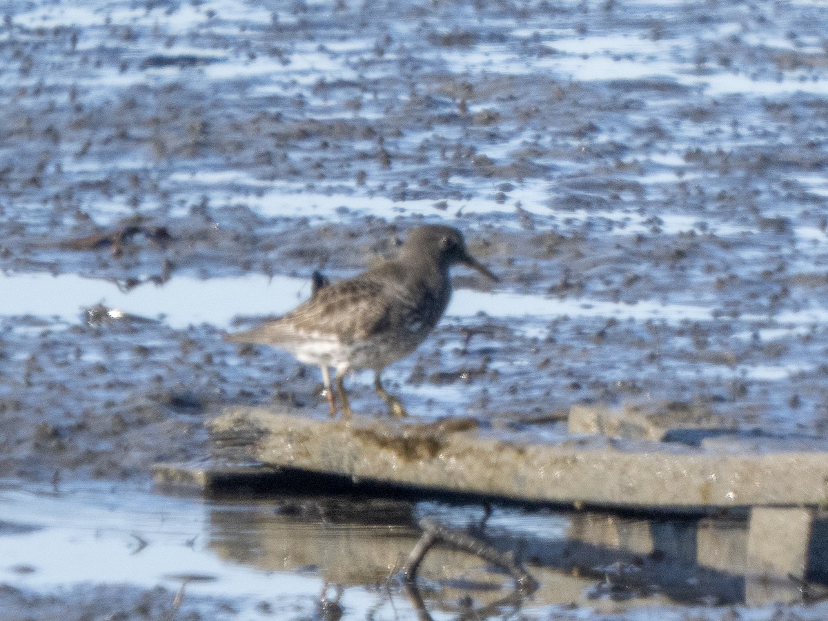 Rock Sandpiper - ML646858426