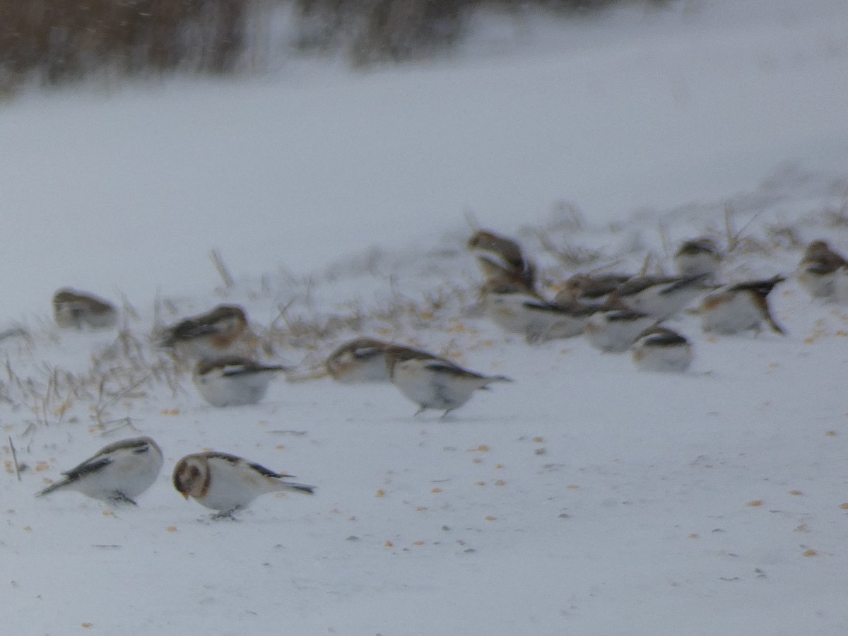 Snow Bunting - ML646858427