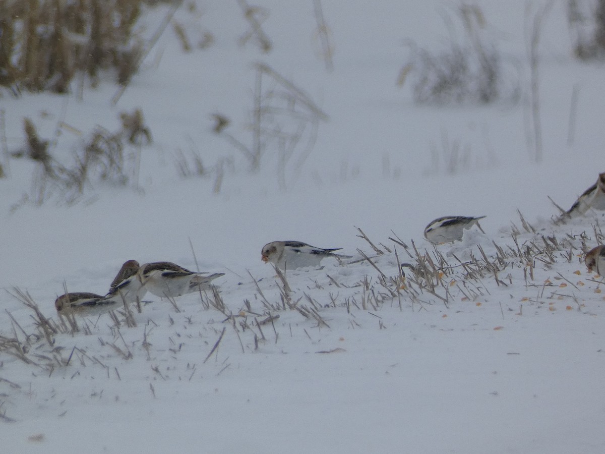 Snow Bunting - ML646858428