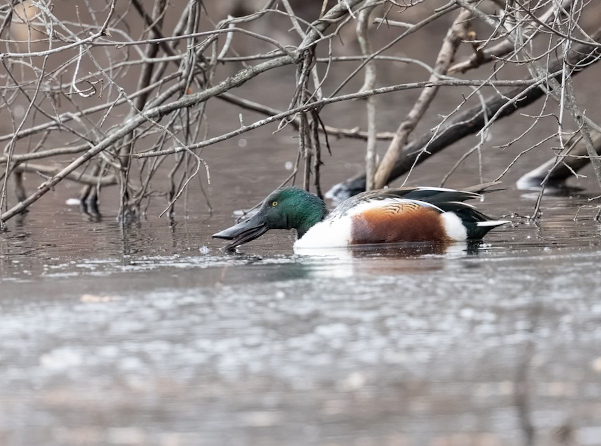 skjeand - ML646858430