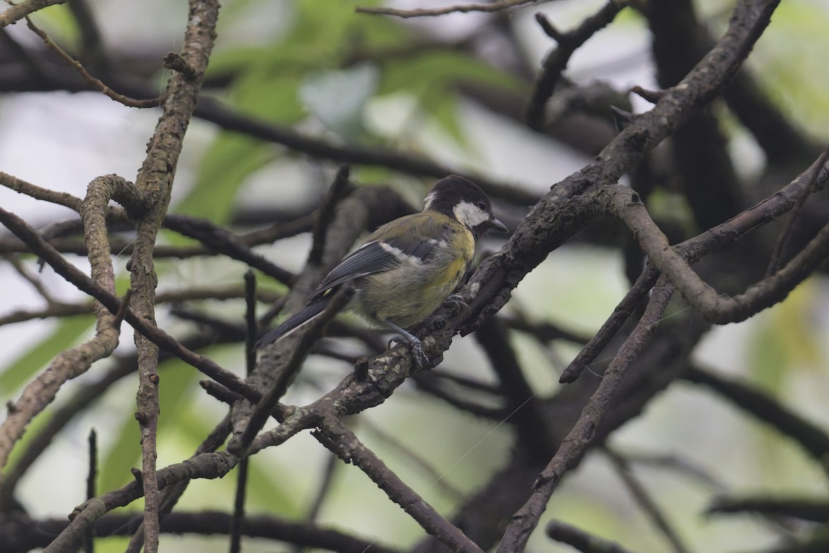 Carbonero Dorsiverde - ML646858433