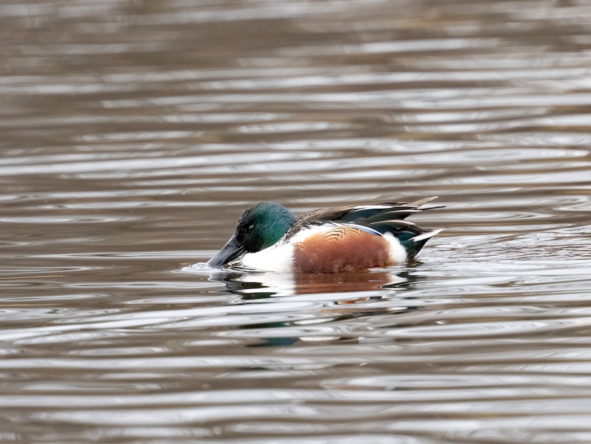 skjeand - ML646858435