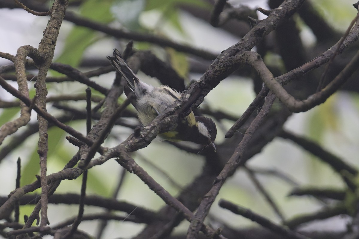 Carbonero Dorsiverde - ML646858436