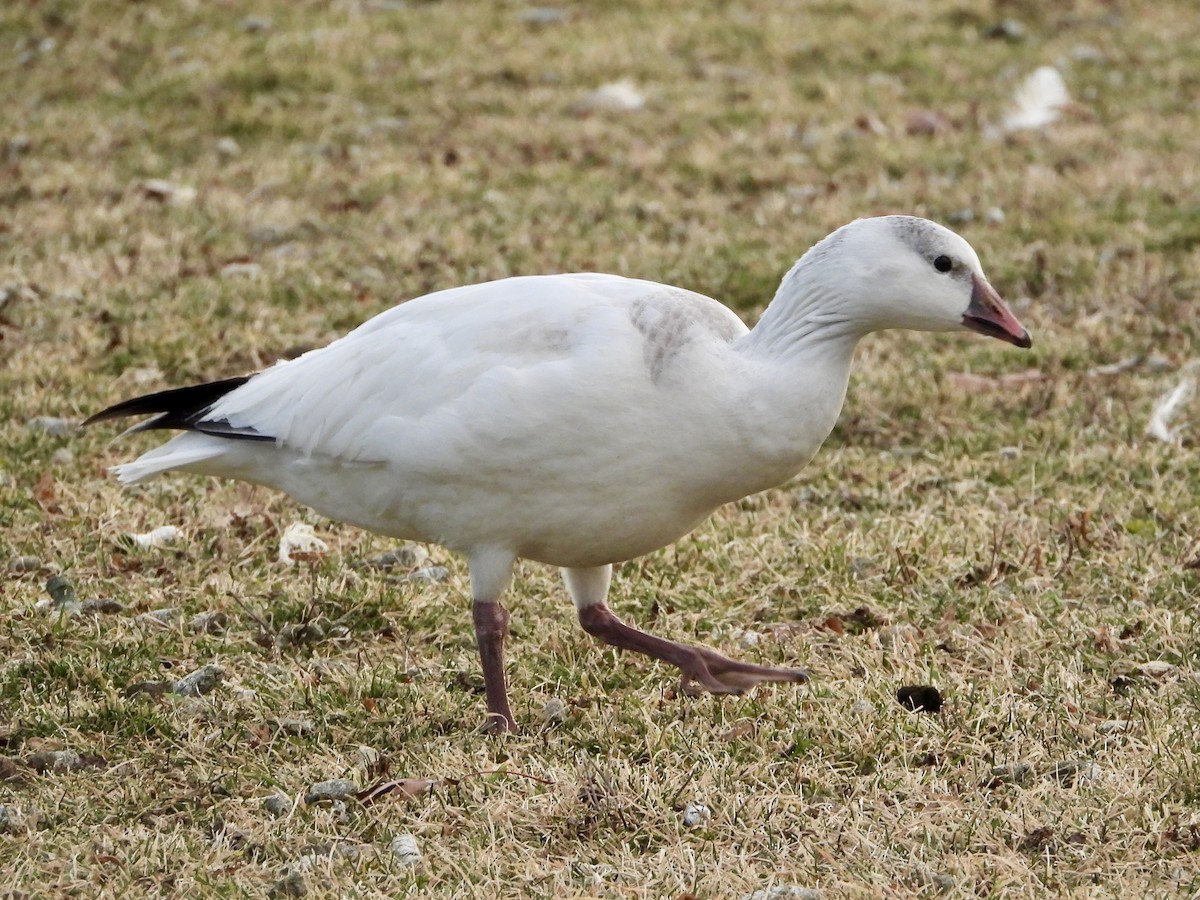 Ross's Goose - ML646858438