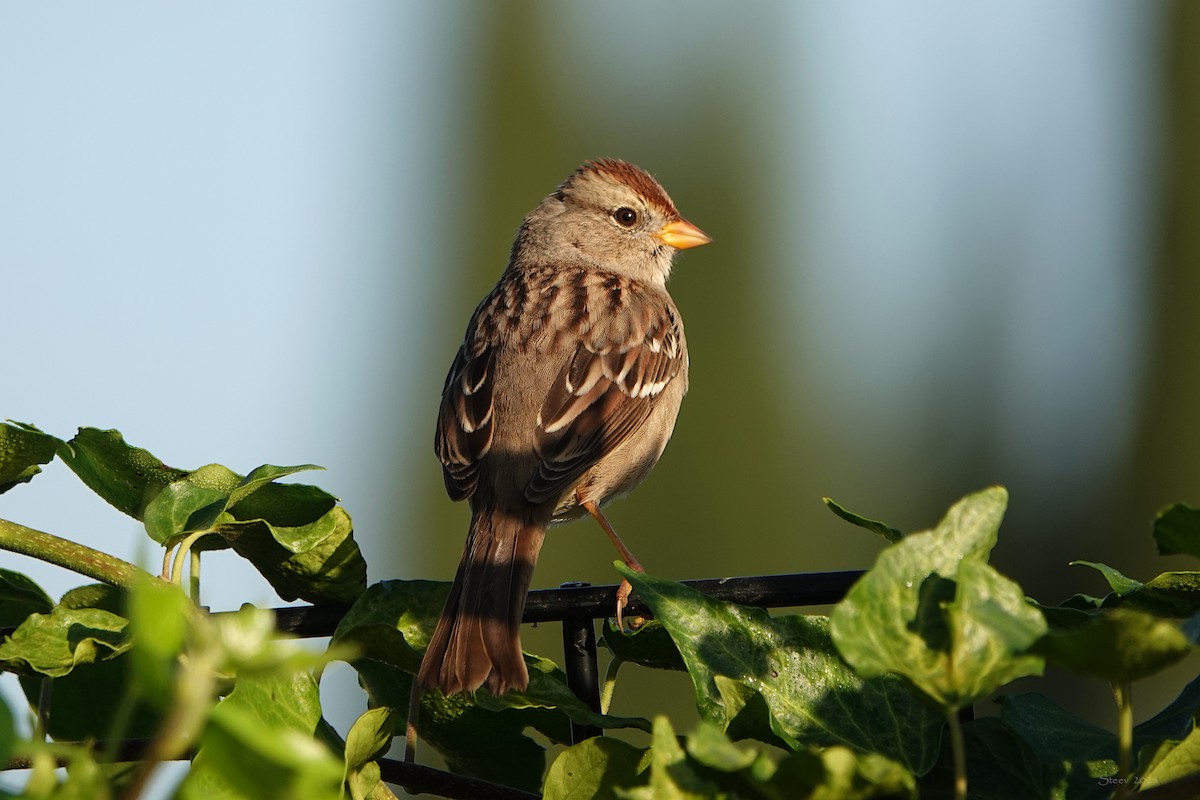 Dachsammer - ML646858439