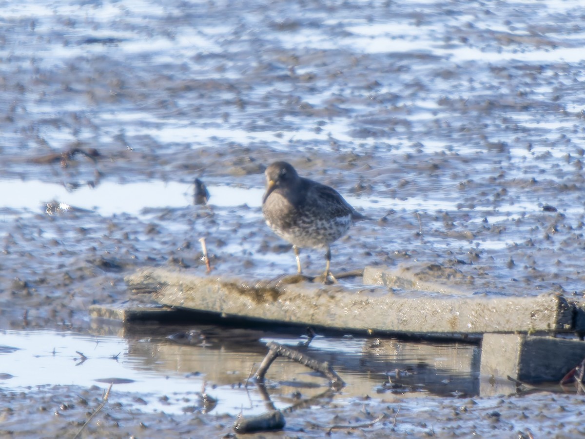 Rock Sandpiper - ML646858441