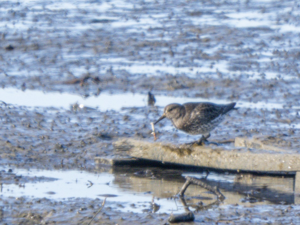 Rock Sandpiper - ML646858443