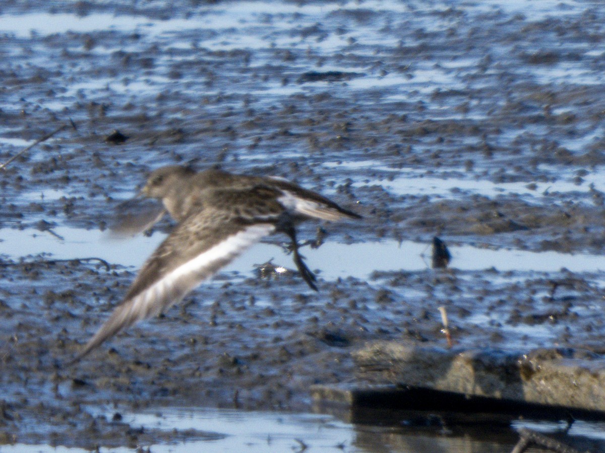 Rock Sandpiper - ML646858444