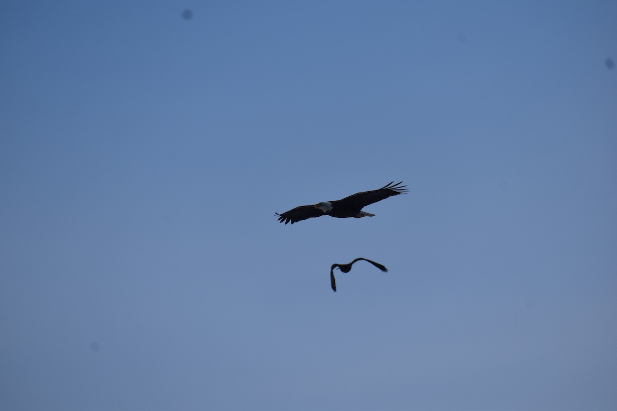 Bald Eagle - ML646858446