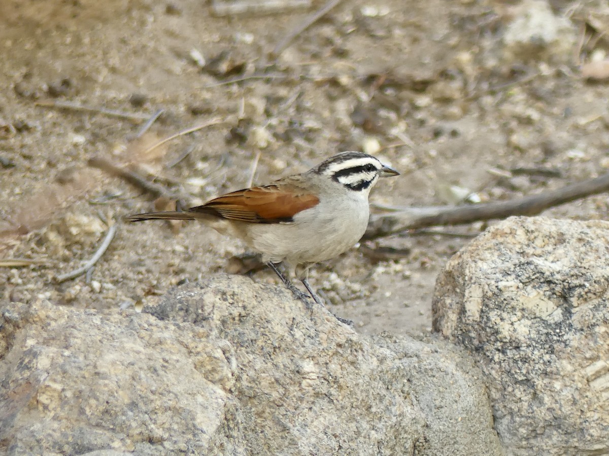 Cape Bunting - ML646858447