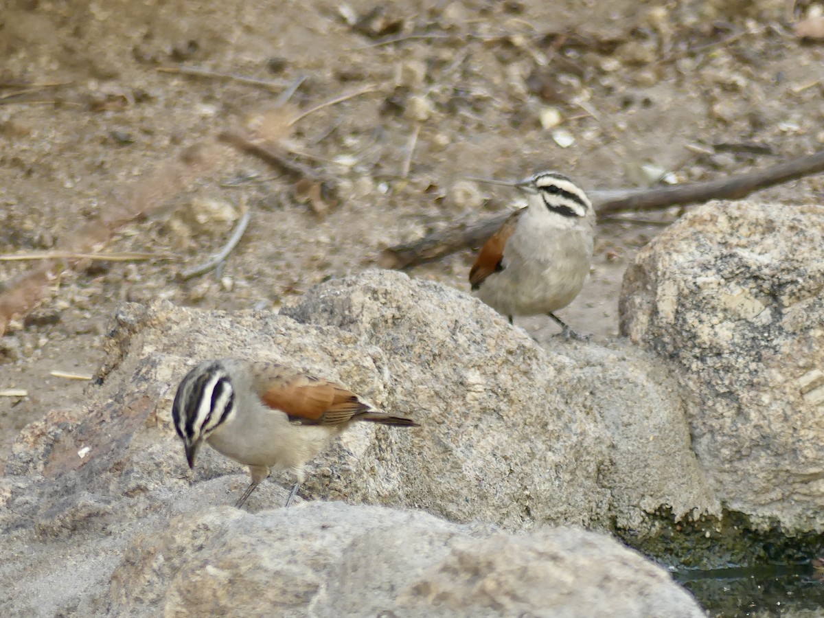 Cape Bunting - ML646858448