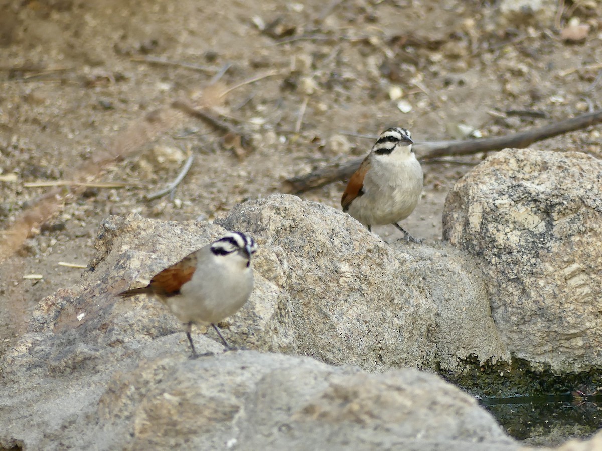 Cape Bunting - ML646858449