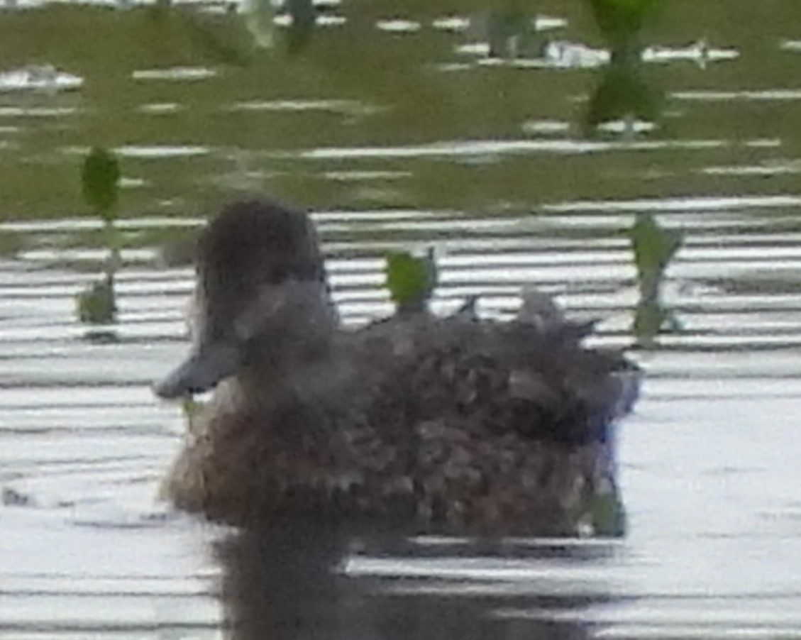 שרשיר - ML646858458