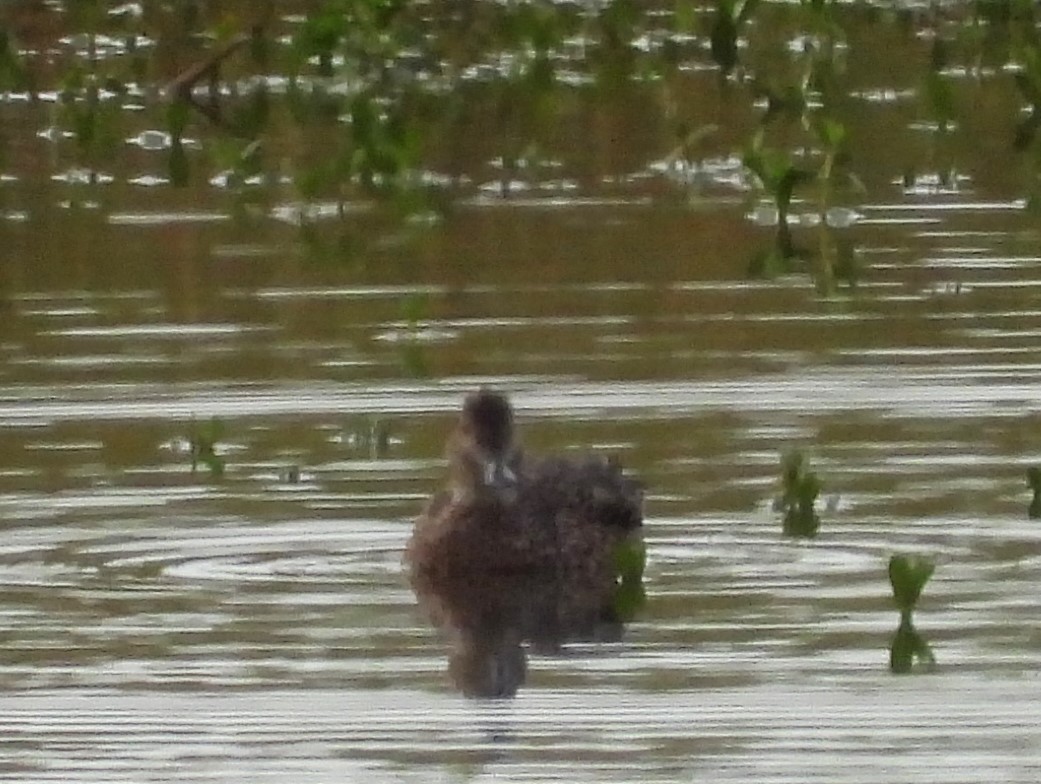 שרשיר - ML646858459