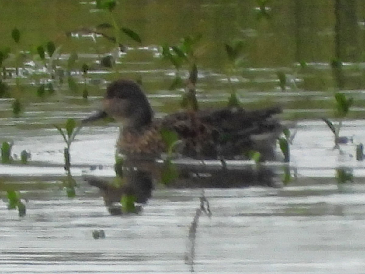 שרשיר - ML646858460