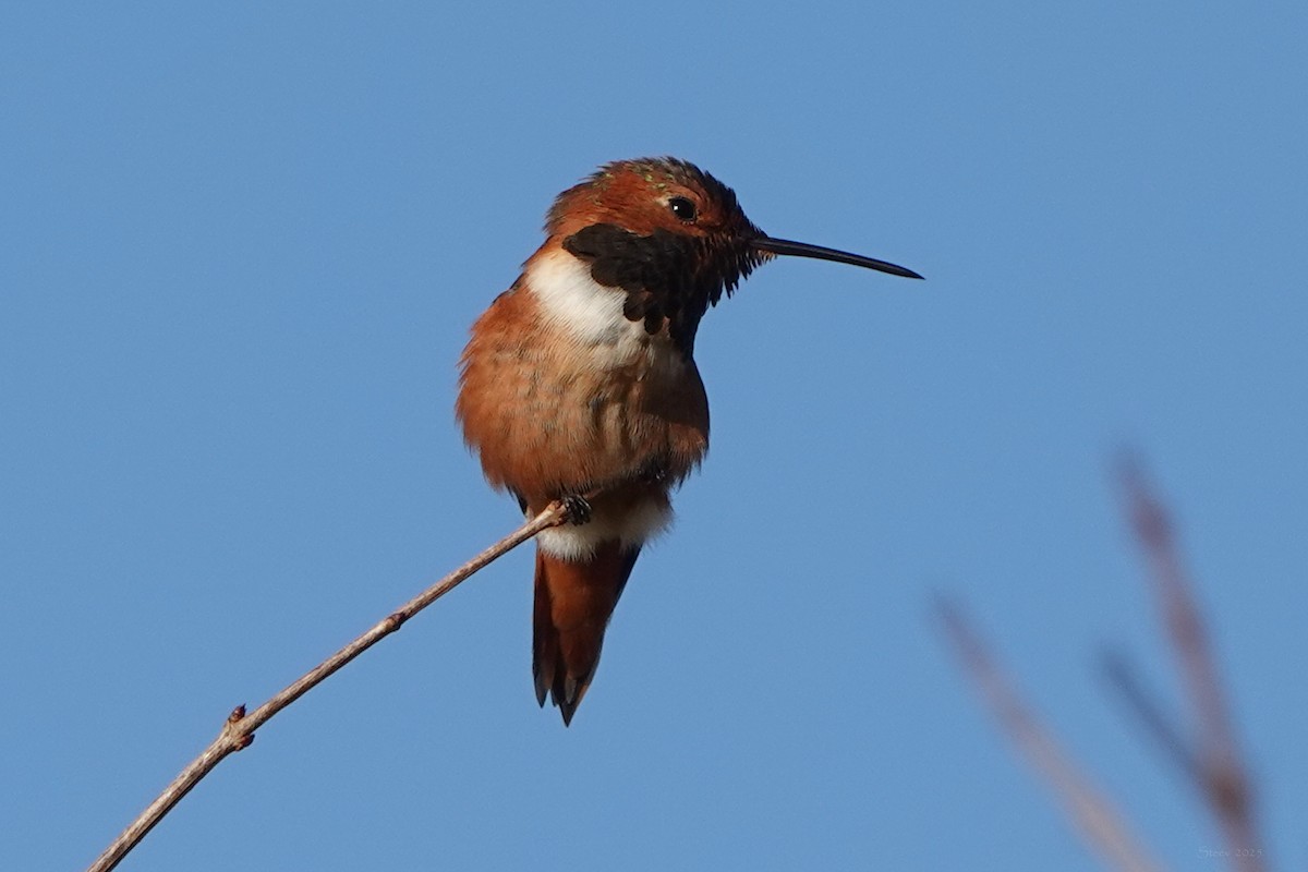 Allen's Hummingbird - ML646858461