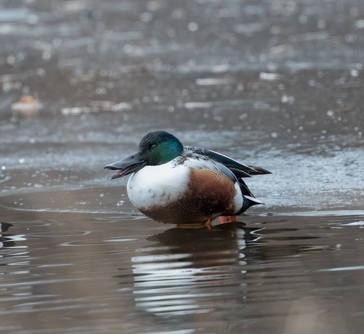 skjeand - ML646858462