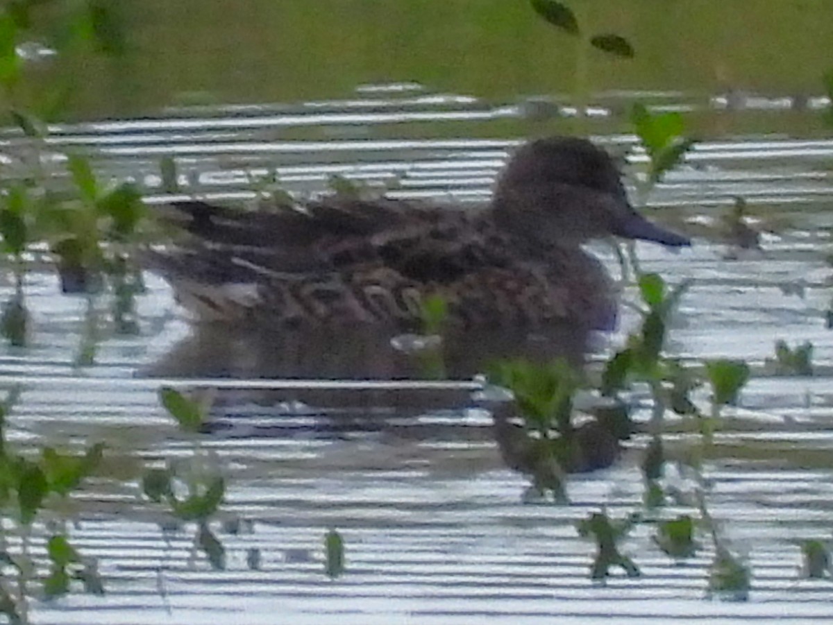 שרשיר - ML646858463