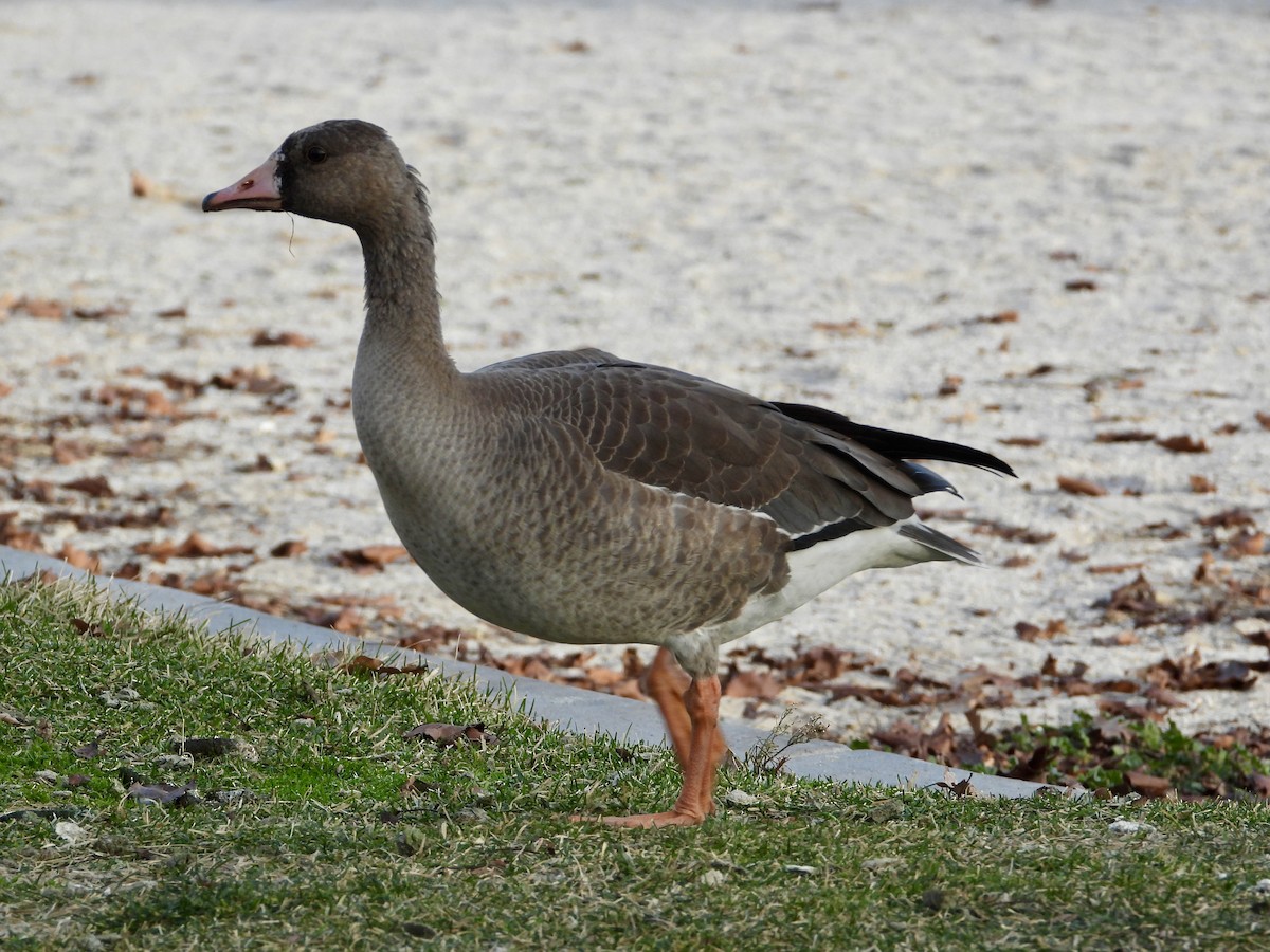 Oca lombardella - ML646858464